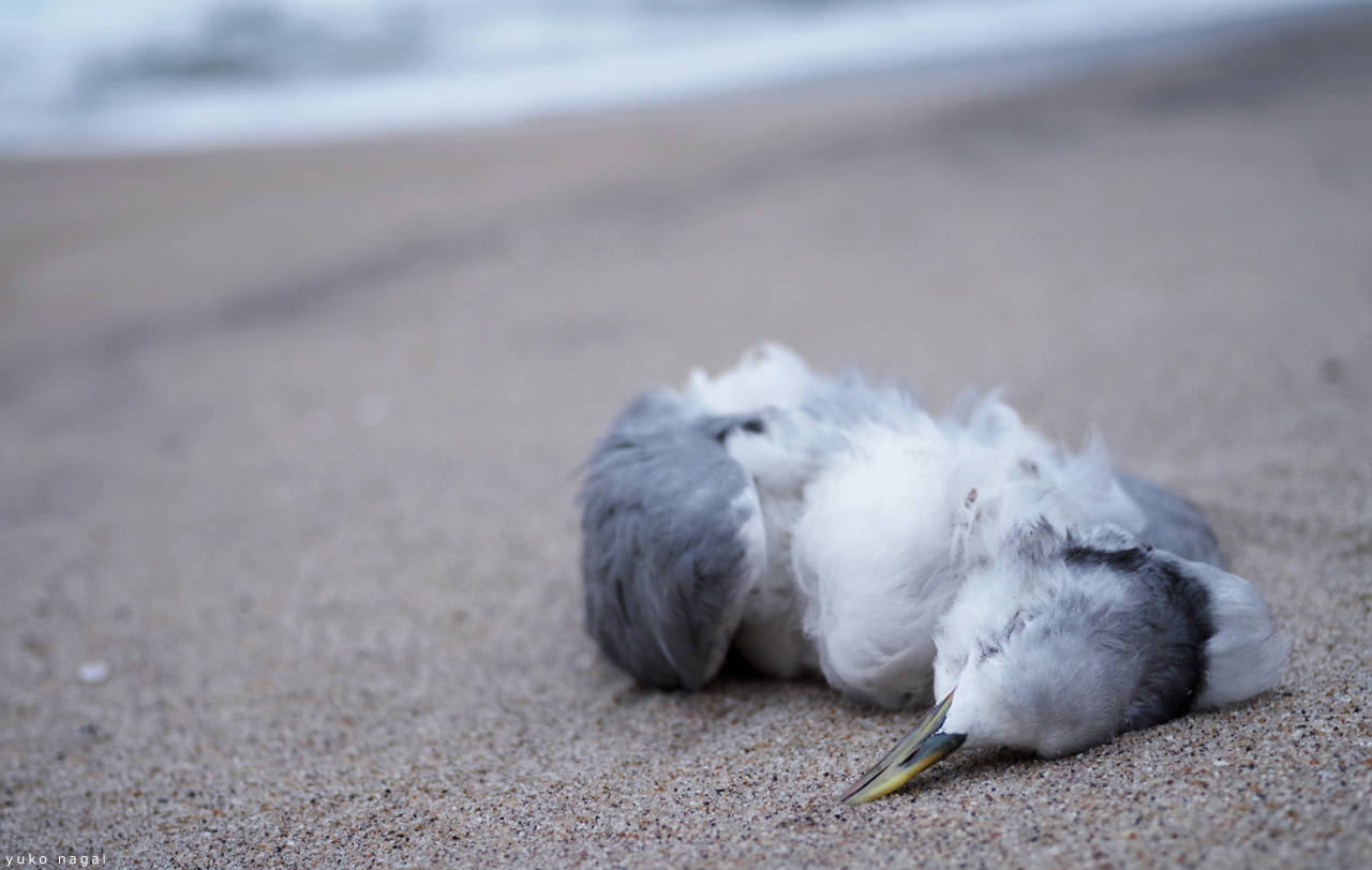 A dead gull on the shore.