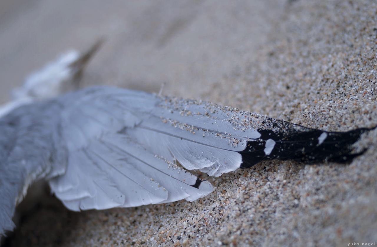 A dead gull on the shore.